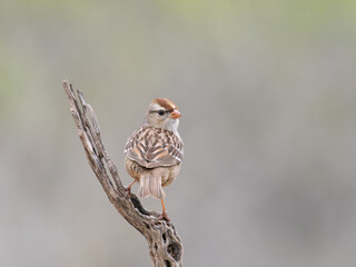 Perched Immature Chipping Sparrow with Its Back to the Camera Looking Over its Shoulder at the Camera