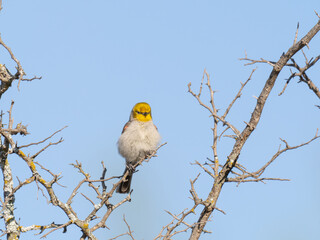 Fluffy Verdin Facing the Camera and Perched in a Dead Tree with Blye Sky in the Background