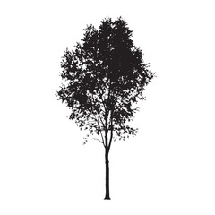 Fototapeta premium Sketch Style Aspen Tree in Silhouette