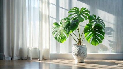 Serene indoor scene featuring a vibrant tropical plant in a textured white pot, basking in sunlight streaming through sheer curtains