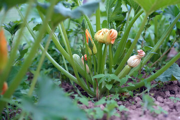 growing zucchini 