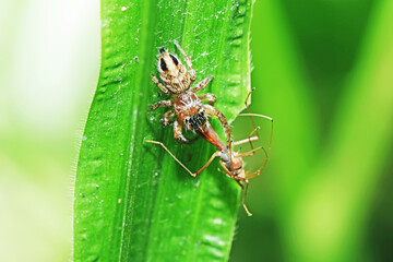 A jumper spider and prey