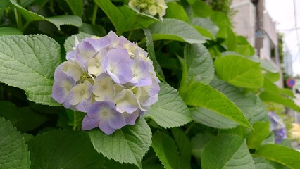 青い紫陽花