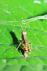 A grasshopper on green leaf