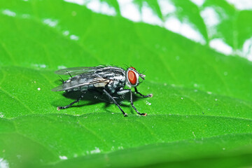 A fly insect on green leaf