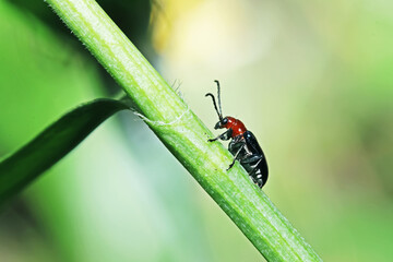 A beetel on green leaf