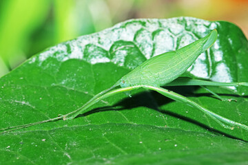 Obraz premium A grasshopper on green leaf