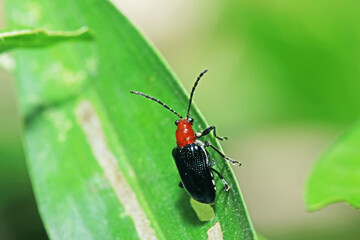 A beetel on green leaf