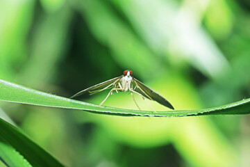 A fly insect on green leaf