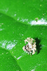 A aphid on green leaf