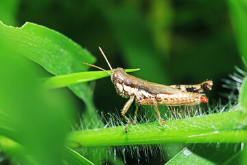 A grasshopper on green leaf