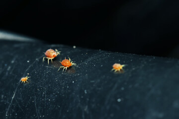 A aphid on green leaf