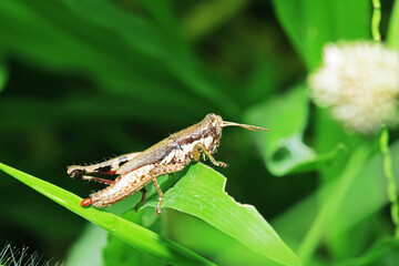 A grasshopper on green leaf