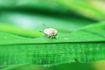 A aphid on green leaf