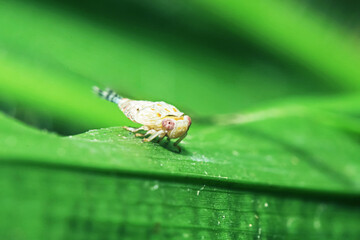 A aphid on green leaf