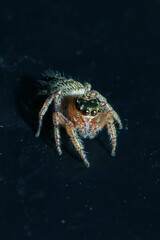 A jumper spider on fabric