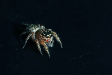 A jumper spider on fabric