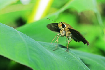 A fly insect on green leaf
