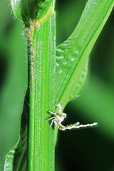 A aphid on green leaf