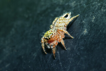 A jumper spider on fabric