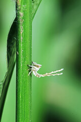 A aphid on green leaf