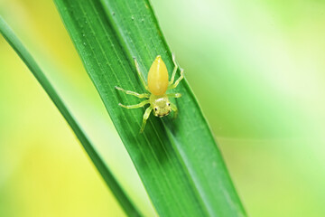 A jumper spider on green leaf