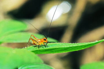 The cricket on green leaf