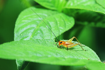 The cricket on green leaf