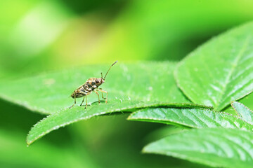 A beetel on green leaf