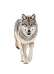Fototapeta premium A majestic wolf confidently strides through a snowy landscape. showcasing its powerful physique and piercing gaze. with a serene white background emphasizing its natural beauty and grace