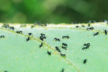 The black ant on green leaf