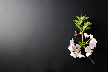 黒背景と桜の花