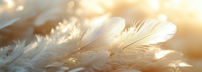 Naklejka premium Delicate white and silver feathers glistening under soft light in a serene setting