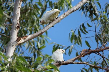 Pair of Australian Corellas in Eucalyptus Branches