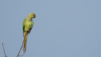 A vibrant green parakeet perched on a dry tree branch against a clear blue sky.