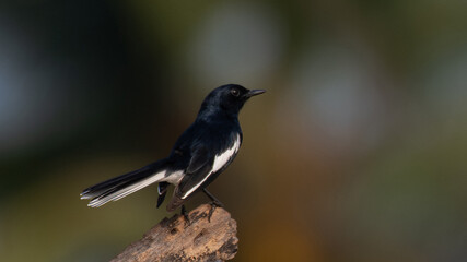 A striking black beauty of Indian robin perched on a tree stump with blurred  natural background.
