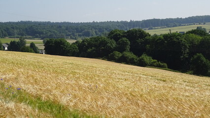 Fototapeta premium Barley field with cornflowers and forest view