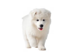 A fluffy white Samoyed puppy playfully walking towards the camera on a clean white background. showcasing its joyful expression and soft fur. ideal for pet-related content