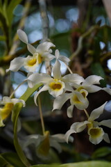 yellow and white flowers