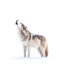 Obraz premium A lone wolf howling against a snowy white backdrop. capturing a moment of wilderness in a serene environment. ideal for nature-themed projects and animal conservation awareness