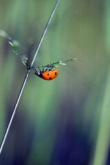 ladybug 