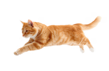 A playful orange tabby cat leaps gracefully across a bright white background. showcasing its agility and energy. perfect for pet-related content or animal photography
