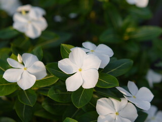 white flowers