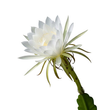 Wijaya Kusuma &ndash; Rare Night-Blooming Tropical Flower