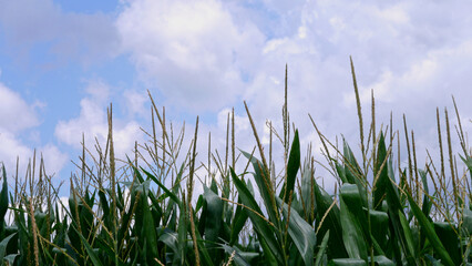 Fototapeta premium Corn Tassels, Shalotte North Carolina 2025