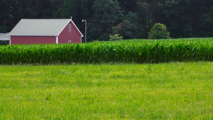 Red Barn and Cornfield near Monroe, NC 2025