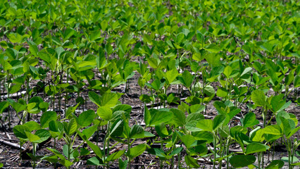 Young Crop, Possibly Soybeans, Shalotte NC 2025