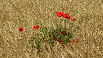 Naklejka premium Red poppies in golden wheat field