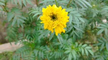 yellow flower in the garden