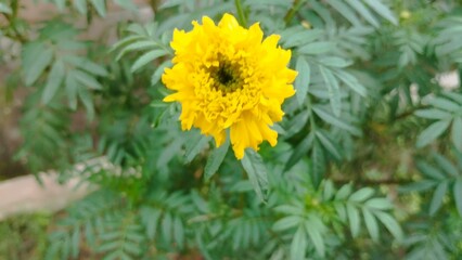 yellow flower in the garden